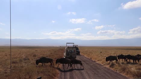 A-herd-of-wildebeest,-Connochaetes-taurinus-or-Gnu-marching-across-a-road-between-safari-vehicles-during-migration-season-in-the-Ngorongoro-crater-Tanzania