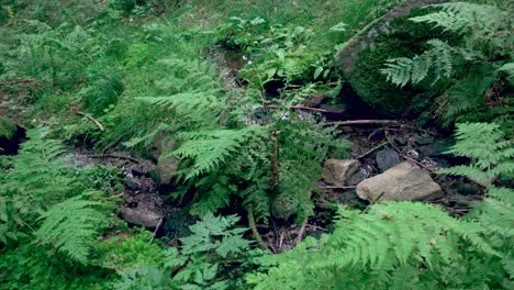 Entspannender-Blick-Auf-Einen-Amall-Fluss-Im-Wald