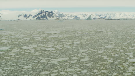 Iceberg-and-icefield