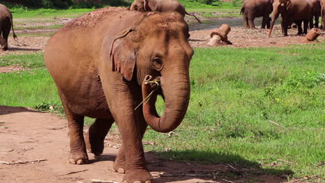 Elephant-walking-slowly-up-a-path-toward-the-camera