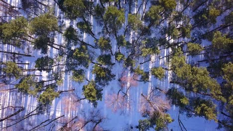 Drone-shot-of-a-forest-in-winter
