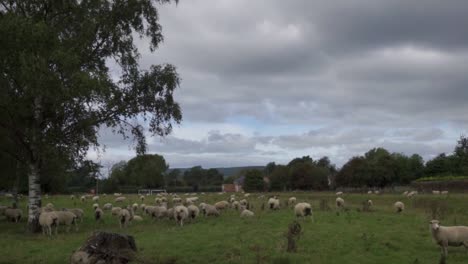 Slow-pan-of-a-flock-of-sheep-in-a-field
