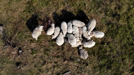AERIAL:-still-shot-of-grazing-sheep-in-the-grasslands-in-low-altitude-flight