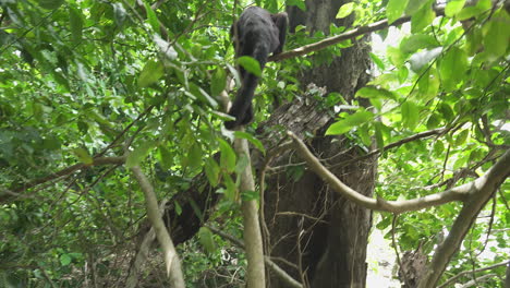 Capuchin-monkey-climbing-up-a-tree-in-Manuel-Antonio-National-Park,-Costa-Rica