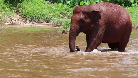 Großer-Elefant,-Der-In-Zeitlupe-Durch-Den-Fluss-Läuft