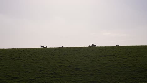 Schafe-Bei-Sonnenuntergang-Auf-Den-Hügeln-Der-Landschaft