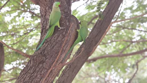 Papageienpaar-Sitzt-Auf-Baum-I-Papageienvogel-Stock-Video