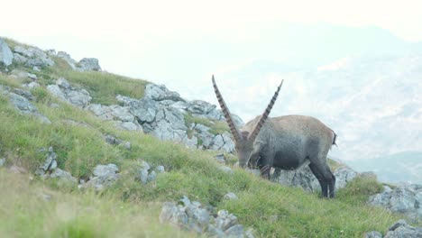 La-Cabra-Montés-Alpine-Ibex-Comiendo-Hierba-En-El-Schneibstein-Austria