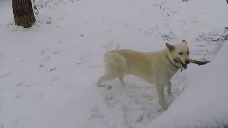 SLOW-MOTION---White-Husky-Dog-chewing-on-a-big-giant-tree-branch-in-the-snow-next-to-a-dog-house