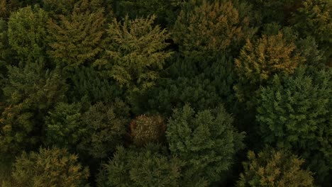 Cinematic-drone-reveal-shot-of-a-forest's-rooftop