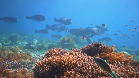 Una-Hermosa-Vista-Cuando-Un-Gran-Grupo-De-Cabezas-De-Chorlito-Deambulan-Por-Un-Colorido-Arrecife-Poco-Profundo-En-Indonesia