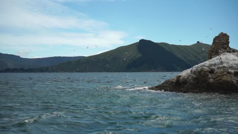 SLOWO---Group-of-birds-king-shag-and-seagull-flying-above-ocean-in-Marlborough-Sounds,-New-Zealand-with-mountains-in-background
