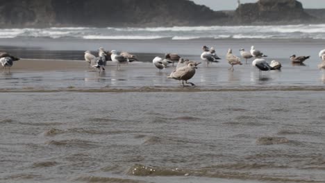 Western-Seagull's,-both-male-and-female,-bathing-in-a-fresh-water-river-as-it-flows-into-the-Pacific-Ocean
