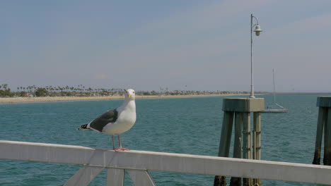 Seagull-on-a-pier-on-a-sunny-day