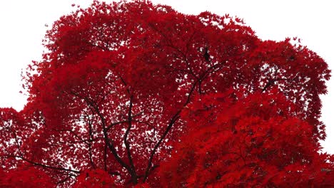 Herbst-Rote-Blätter-Baum-Hautnah