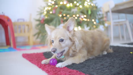 Small-dog-plays-in-front-of-the-Christmas-tree