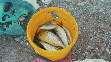 Fish-freshly-caught-in-yellow-bucket-on-pier