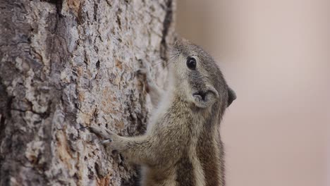 Beautiful-Indian-palm-squirrel-on-tree-closeup-shot-stock-video-FULL-HD-1920-x-1080