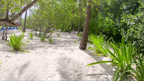 Exploring-a-sandy-beach-next-to-the-jungle-in-the-Caribbean