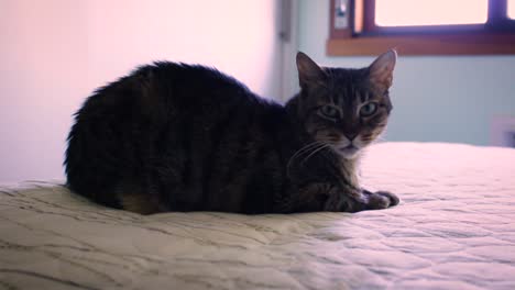 Beautiful-American-Shorthair-Cat-Lying-on-Bed-and-Looking-at-Camera