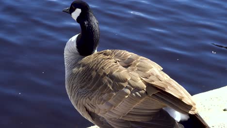 Close-up-of-a-goose-on-concrete-preening-itself-by-the-water