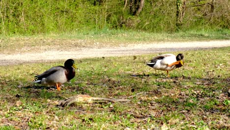 Adult-duck,-mallard-competing-to-mate-with-a-female,-wildlife-courting,-rivalry,-springtime,-HD-handeheld