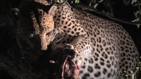 Großer-Männlicher-Leopard,-Der-Sich-Nachts-Von-Tötung-Im-Baum-Ernährt
