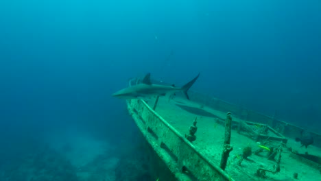 Gray-Shark-on-a-shipwreck