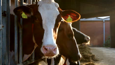 Three-cows-eating-hay-on-a-milk-farm-on-a-summer-morning-SLOMO