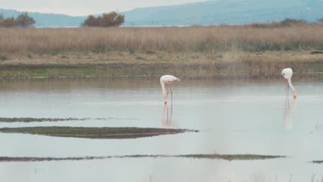 Flamingos-feeding-in-marsh-pond-by-the-sea