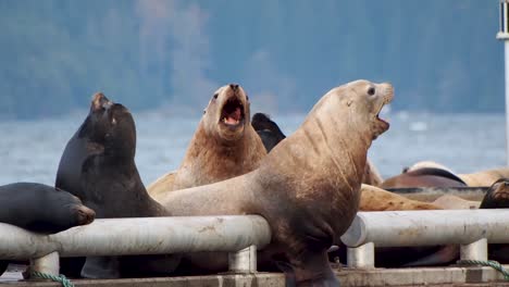 Sea-lions-on-a-dock-roaring-and-then-jumping-in-the-water