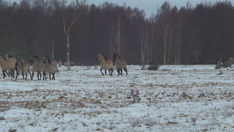 Group-of-wild-horses-running-towards-the-camera-over-the-snow-covered-field-in-cloudy-winter-day,-wide-shot