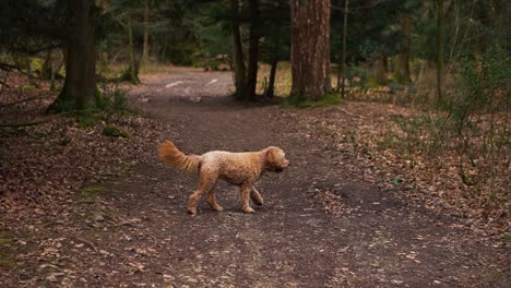 Un-Perro-De-Raza-Goldendoodle-Explorando-Un-Bosque