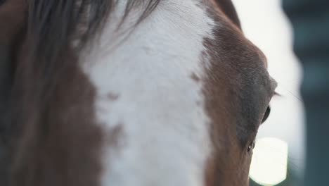 Horse-eye-close-up