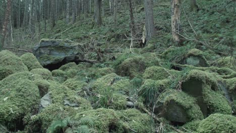 Moss-on-rocks-below-pine-trees-in-forest-PAN-UP