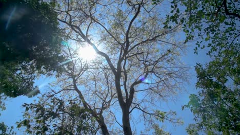 Strahlende-Sonne-Zwischen-Baum