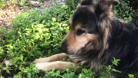 Lazy-Dog-lying-in-Garden-Slow-Motion