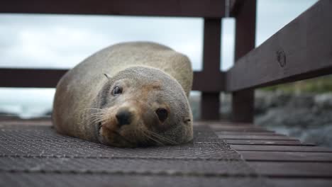 SLOWMO---Cute-New-Zealand-seal-with-a-rocky-beach-and-ocean-in-the-background---CLOSE-UP