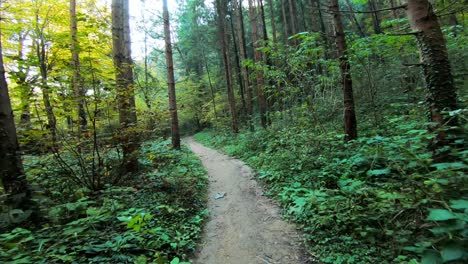 First-person-view-of-hiking-down-a-wooded-trail
