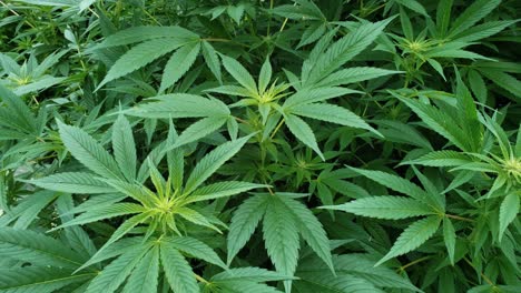 Deep-green-hemp-plants-with-young-flowers-that-will-produce-buds-to-be-harvested-for-CBD-oil-and-other-plant-derived-products