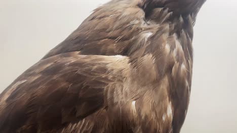Golden-eagle-reveal