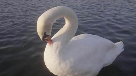 Cisne-Blanco-Limpiándose-En-Un-Lago-En-Un-Soleado-Día-De-Invierno