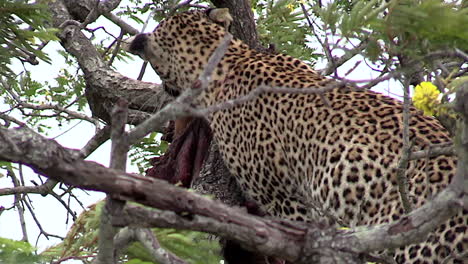 Close-view-of-female-leopard-climbing-on-tree-branches-around-a-carcass-in-Greater-Kruger-National-Park-in-South-Africa
