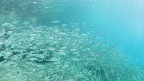 Schooling-fish-congregating-in-the-ocean