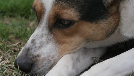 Close-up-of-a-white-sleepy-dogs-face-on-the-lawn,-slow-motion