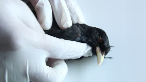 Control-Veterinario-No-Visible,-Examinando-Un-Pájaro-Negro-Muy-Enfermo