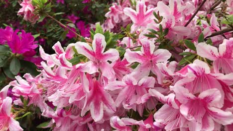 Un-Arbusto-De-Rododendro-Morado,-Blanco,-Rosa-Y-Violeta-En-Flor