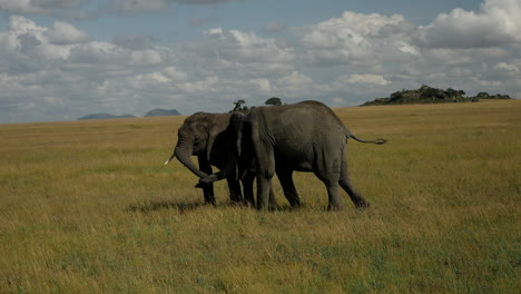 Dos-Elefantes-Juegan-En-El-Parque-Nacional-De-áfrica