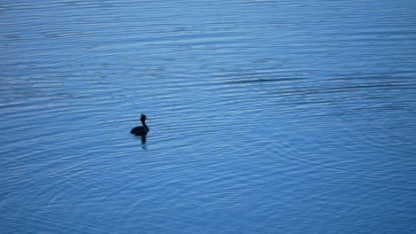 A-great-crested-grebe-swimming-on-a-swamp