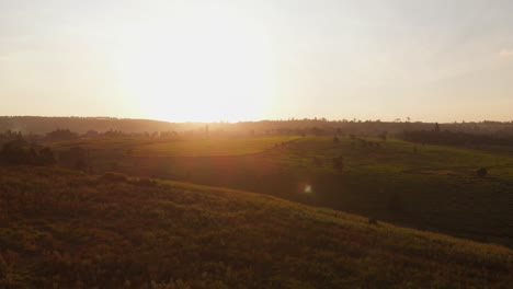 Sunset-at-the-tea-fields-near-Nairobi,-Kenya
